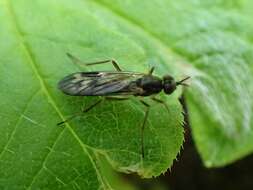 Imagem de Xylophagus gracilis Williston 1885