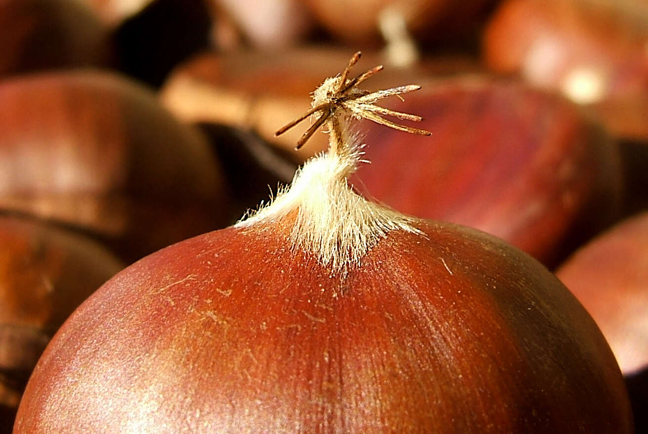 Image of Sweet Chestnut