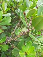 Myrsine parvifolia A. DC. resmi