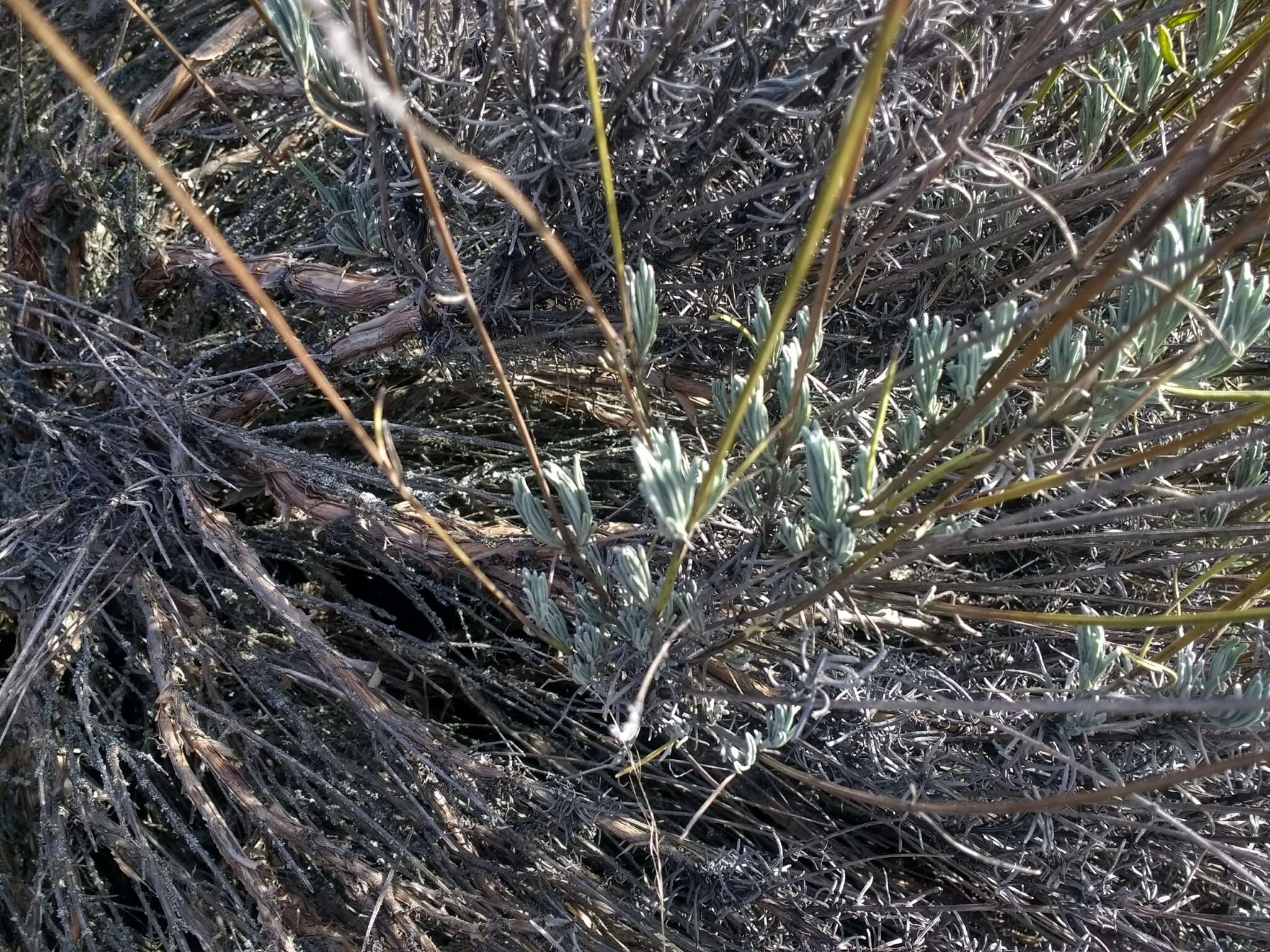 Image of English Lavendar