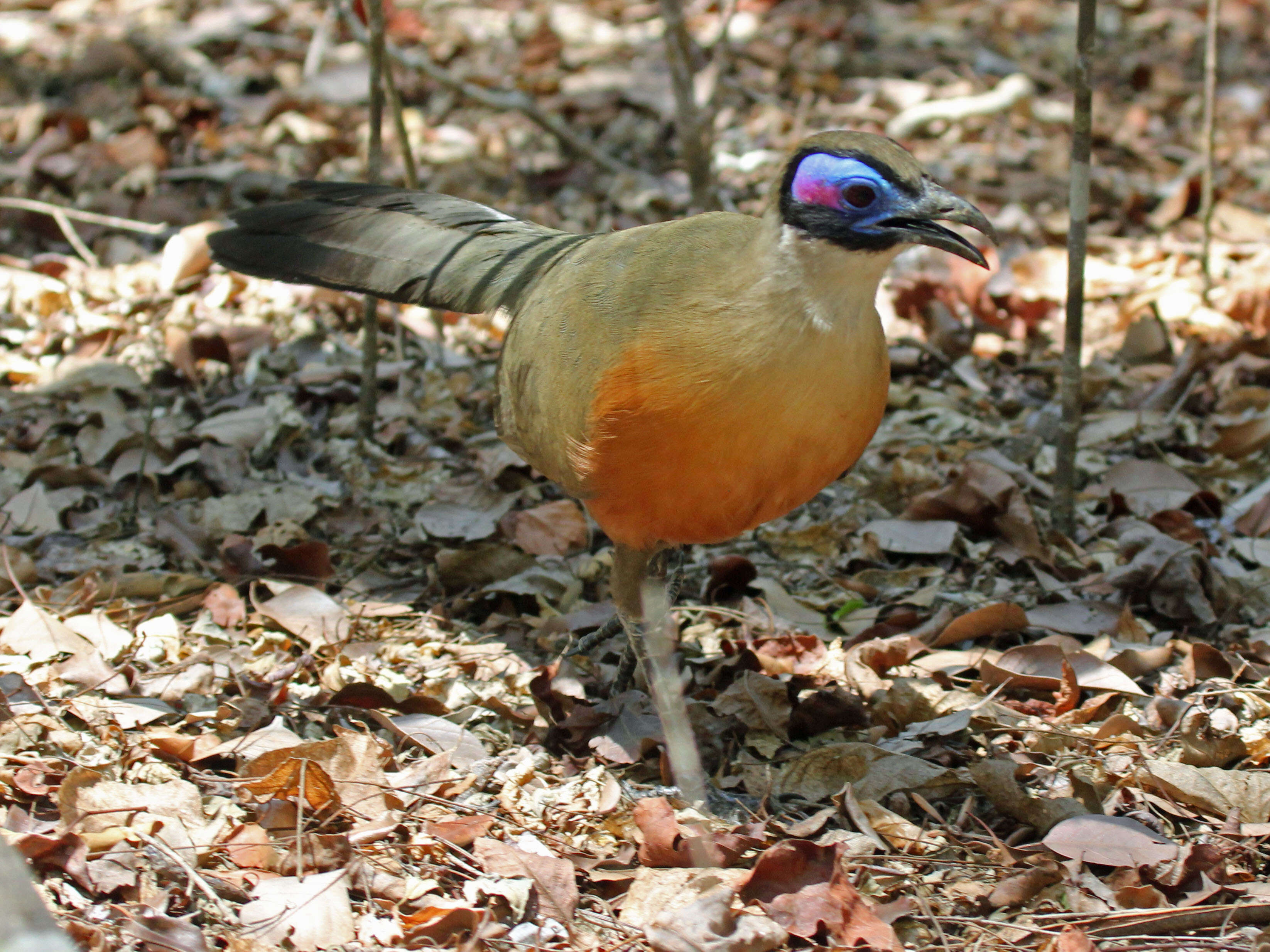 Image of Giant Coua