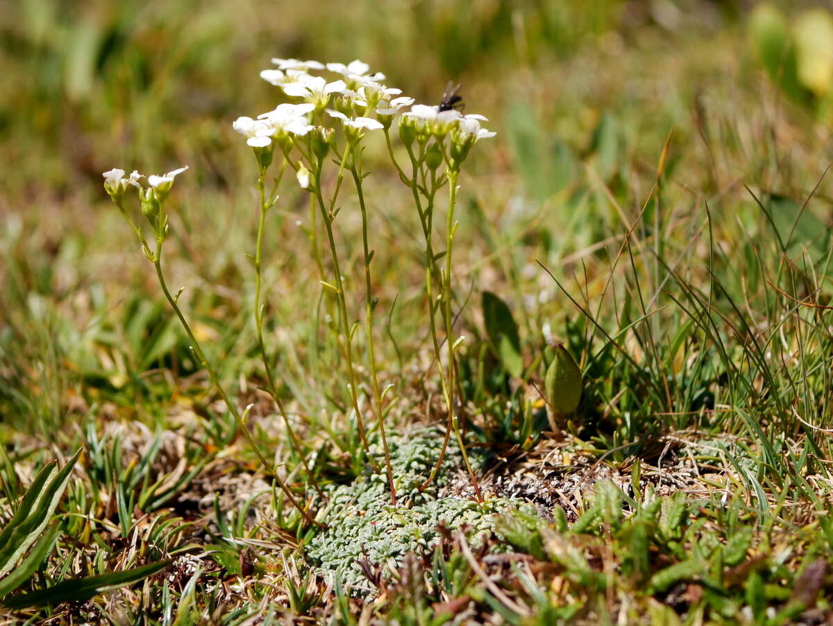 Sivun Saxifraga caesia L. kuva