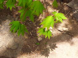 Image of Keijo Maple