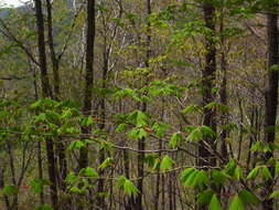 Image of Keijo Maple