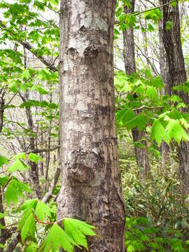Image of Keijo Maple