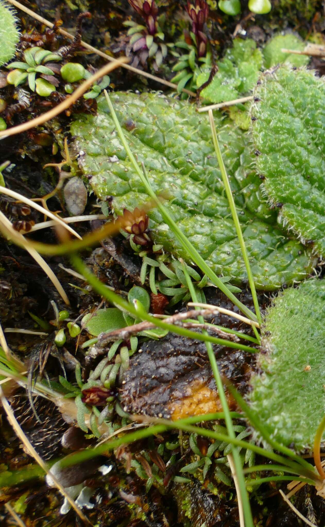 Image of Abrotanella fertilis U. Swenson