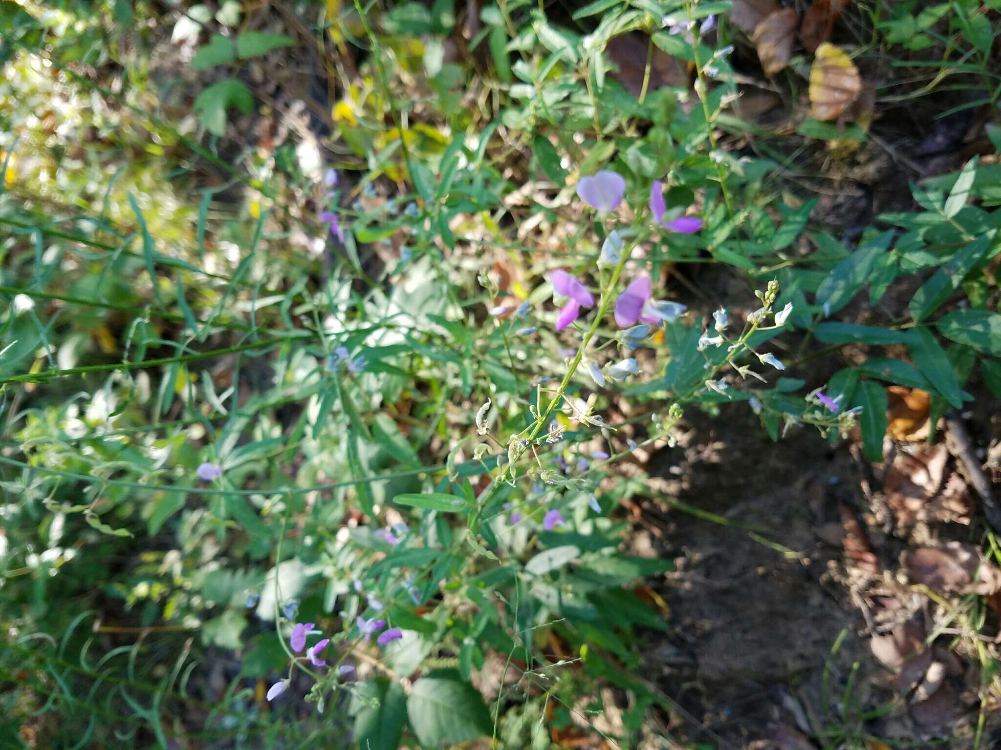 Imagem de Desmodium paniculatum (L.) DC.