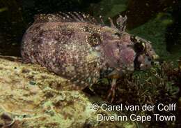 Image of Lace klipfish