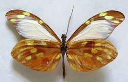 Image of <i>Dismorphia amphione praxinoe</i> Doubleday 1844