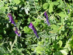 Image of winter vetch