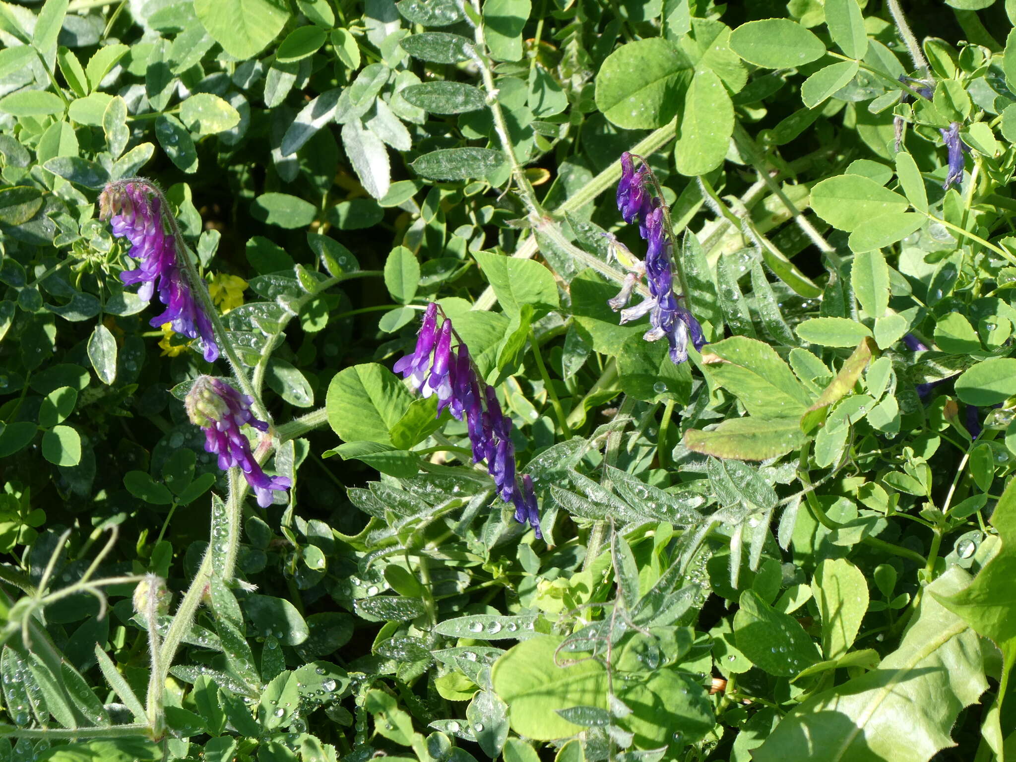 Image of winter vetch