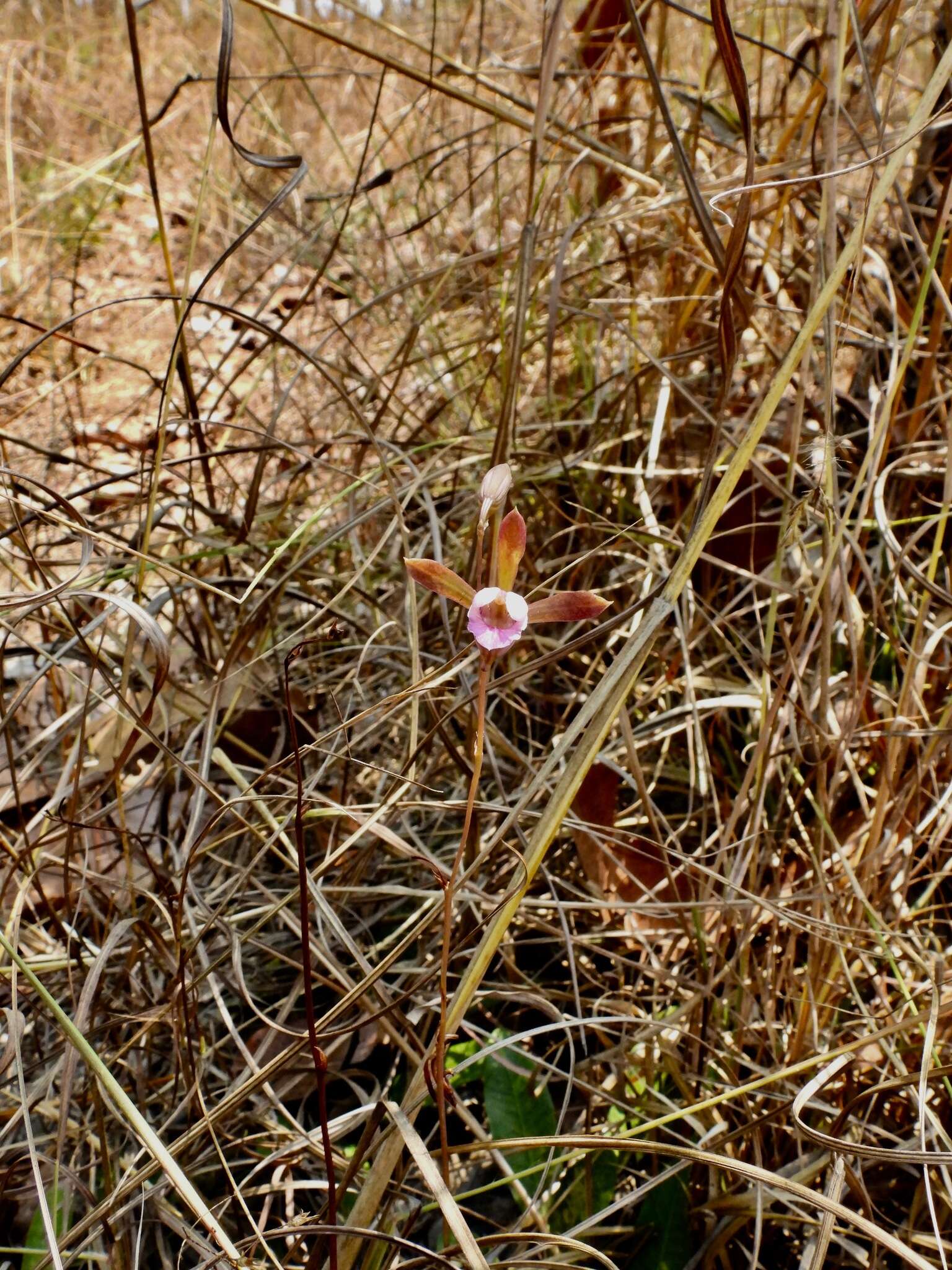 Imagem de Eulophia katangensis (De Wild.) De Wild.