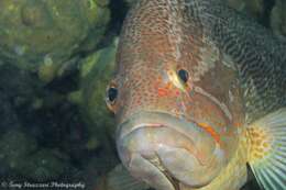 Epinephelus undulatostriatus (Peters 1866)的圖片