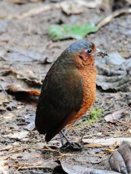 Image of Giant Antpitta