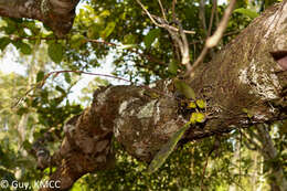 Image of Bulbophyllum erectum Thouars