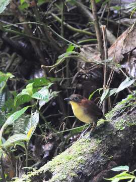 Image of Yellow-breasted Antpitta