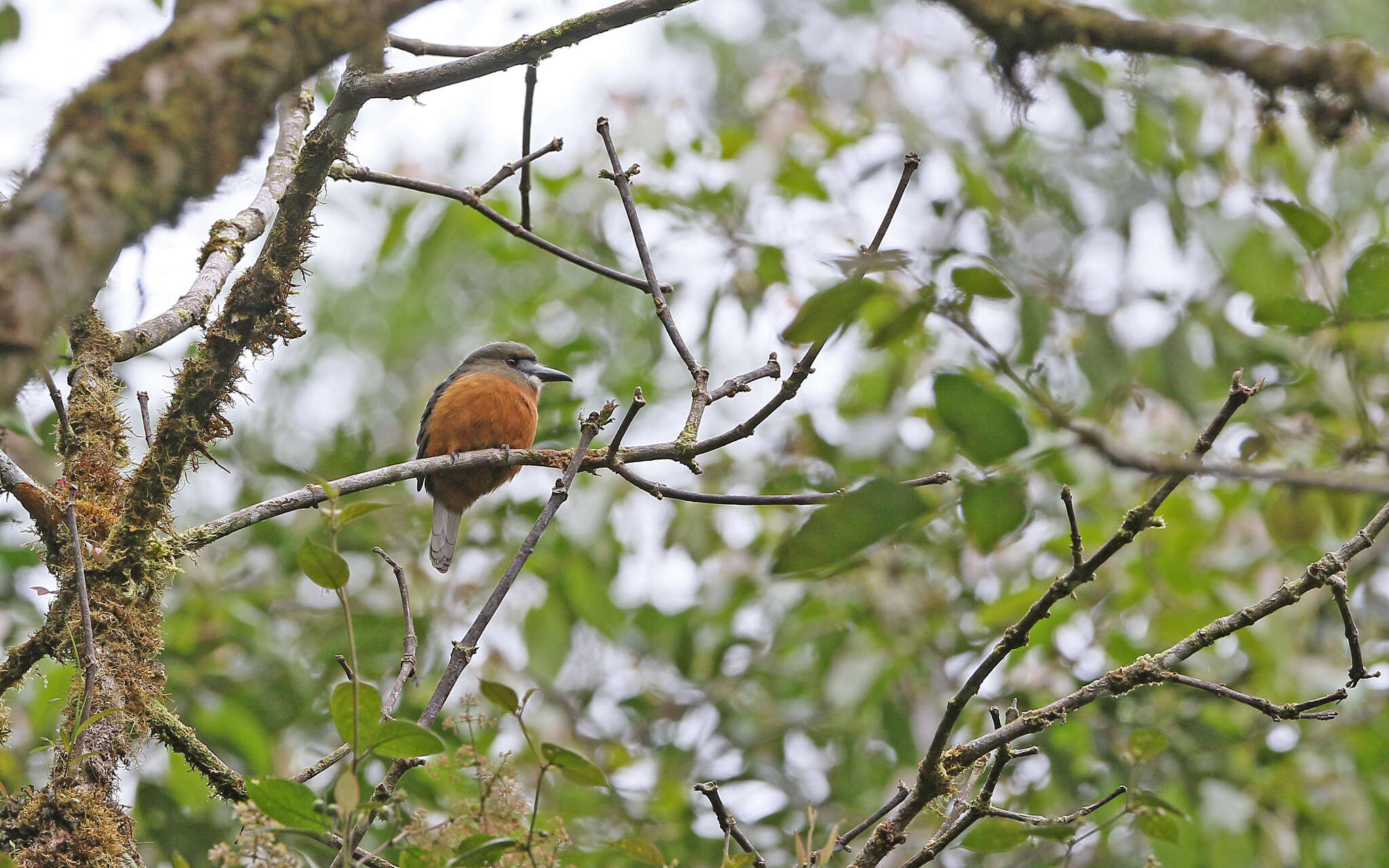 Image of Hapaloptila Sclater & PL 1881