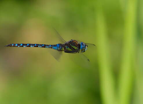 Image of Migrant Hawker