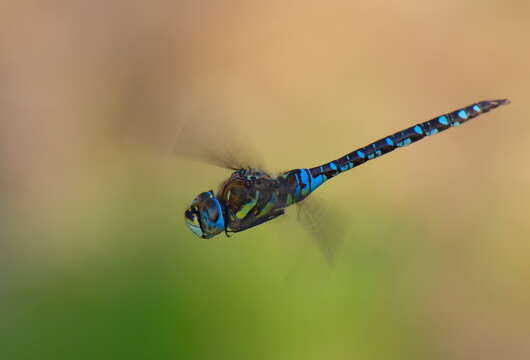 Image of Migrant Hawker