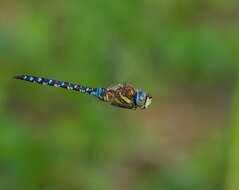 Image of Migrant Hawker