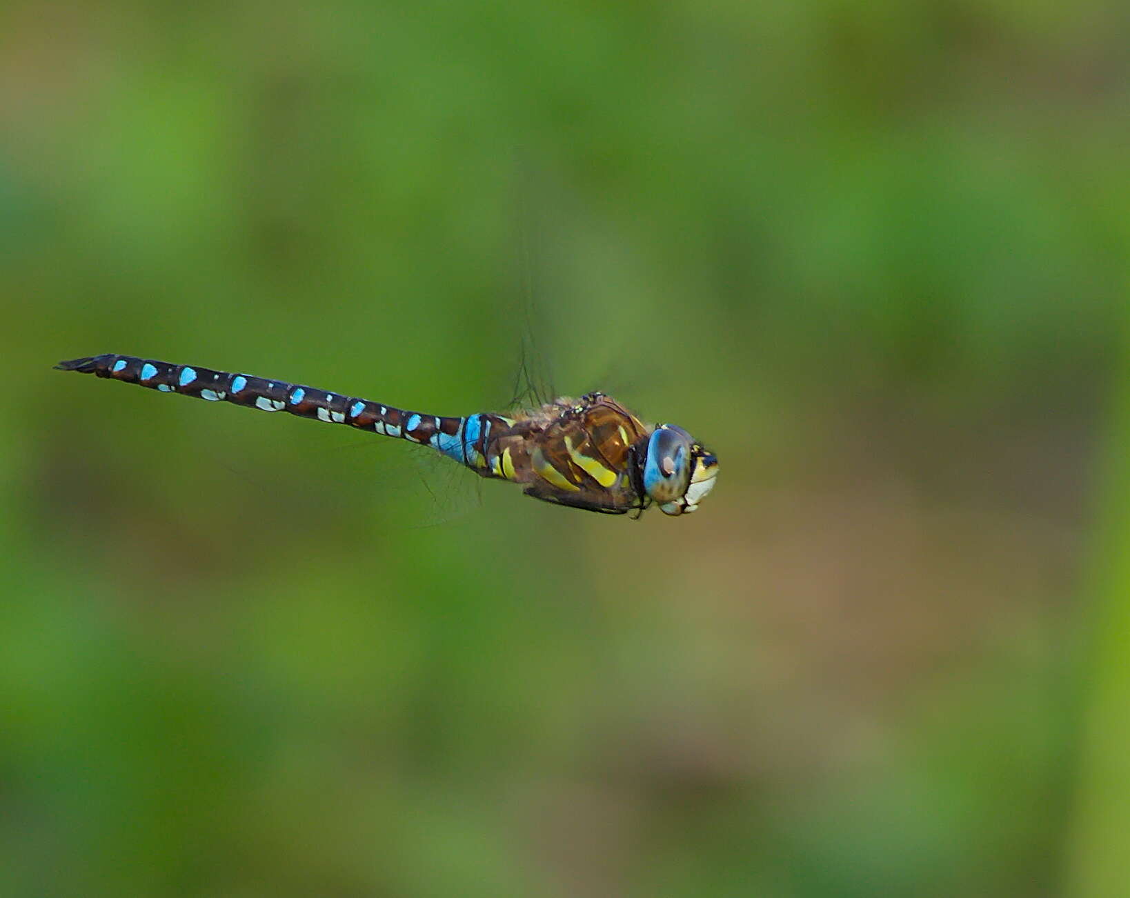 Image of Migrant Hawker