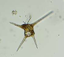 صورة Ceratium hirundinella