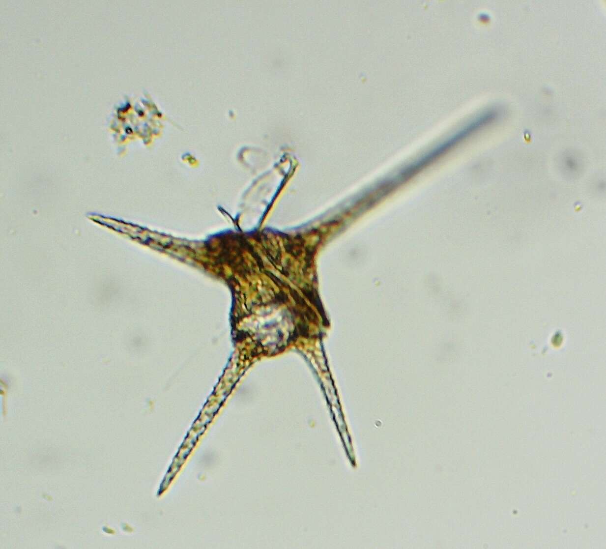 صورة Ceratium hirundinella