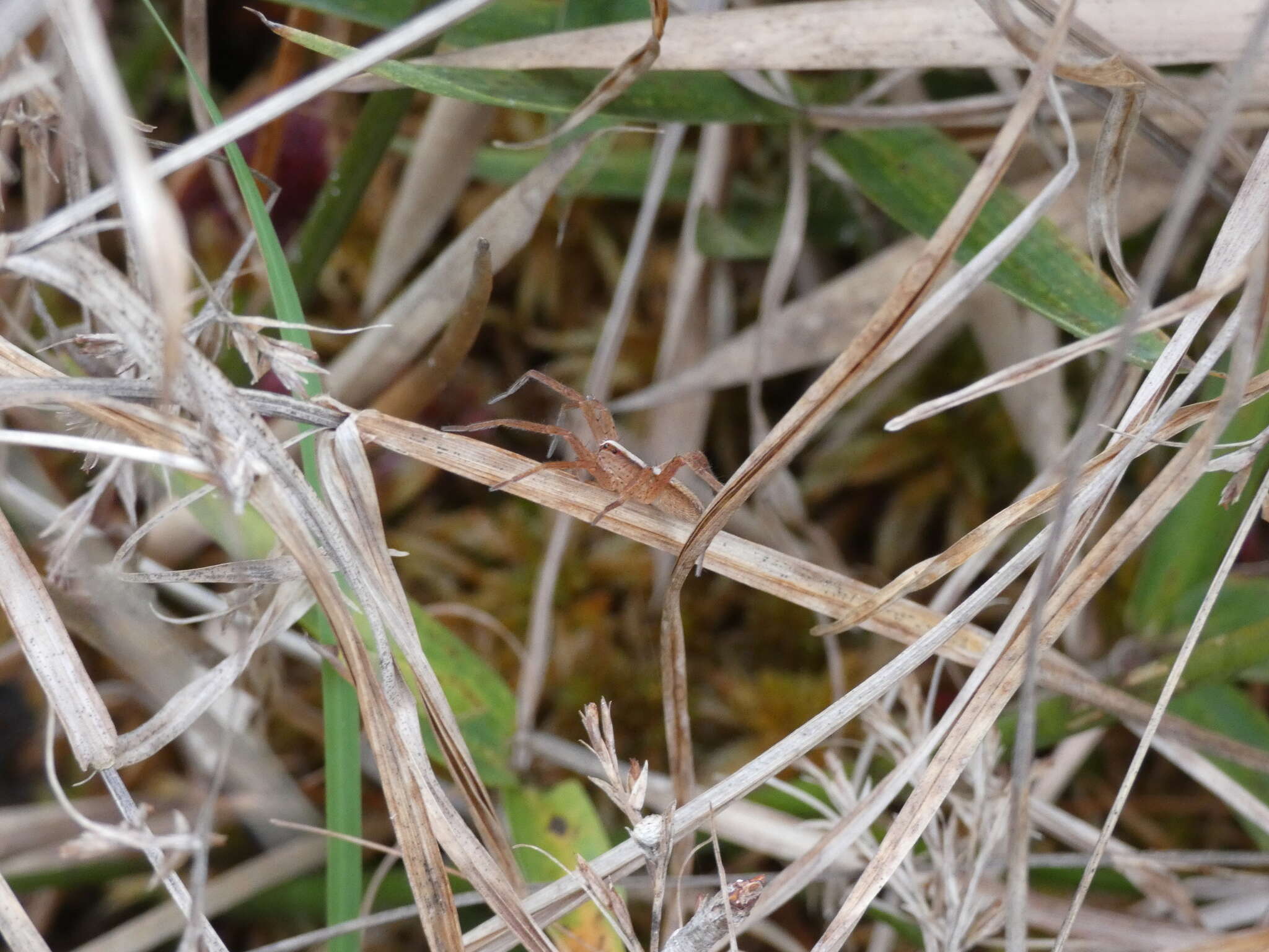 Image of Rabidosa hentzi (Banks 1904)