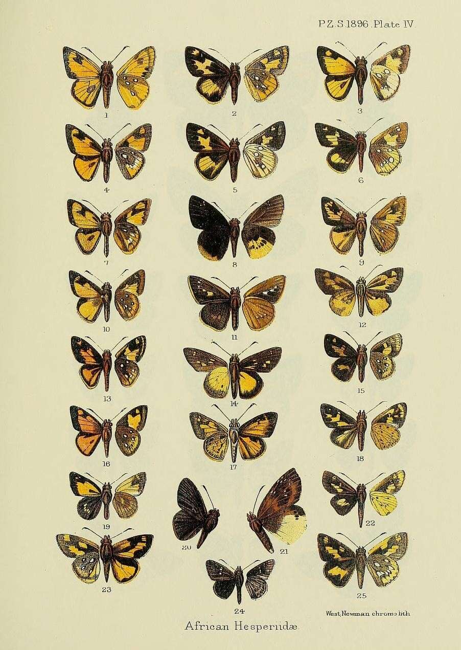 Image of Osmodes distincta Holland 1896