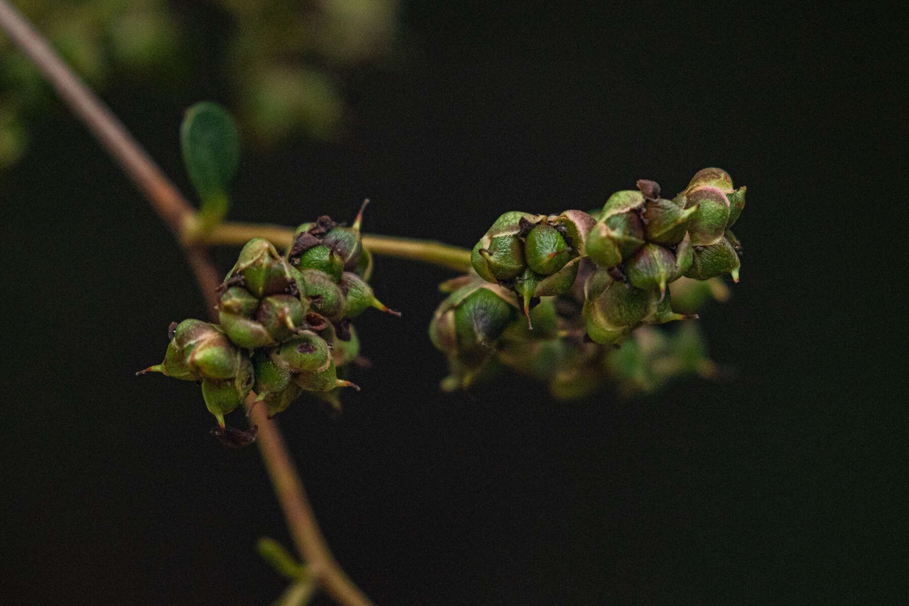 Image of Tetracera potatoria Afzel. ex G. Don