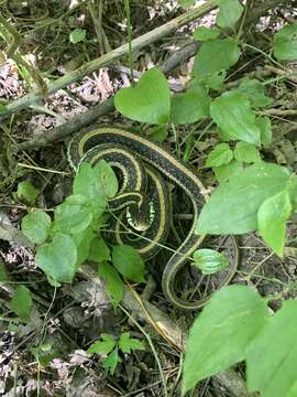 Слика од Thamnophis sirtalis annectens Brown 1950