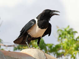 Image of Pied Crow