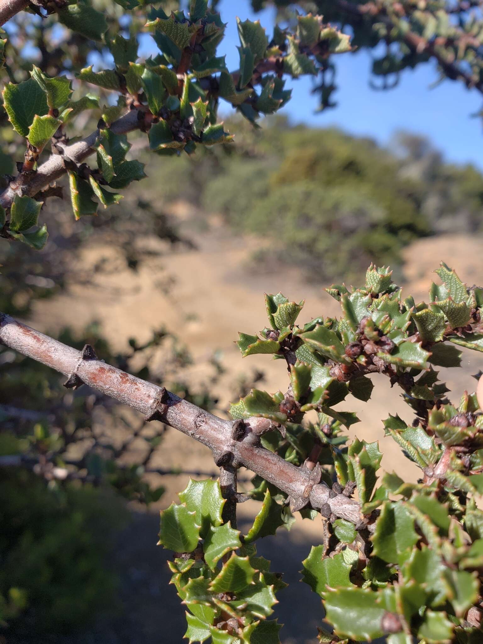 Image of Mason's ceanothus