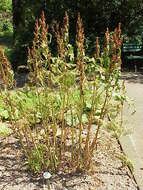 Image of Munk's rhubarb