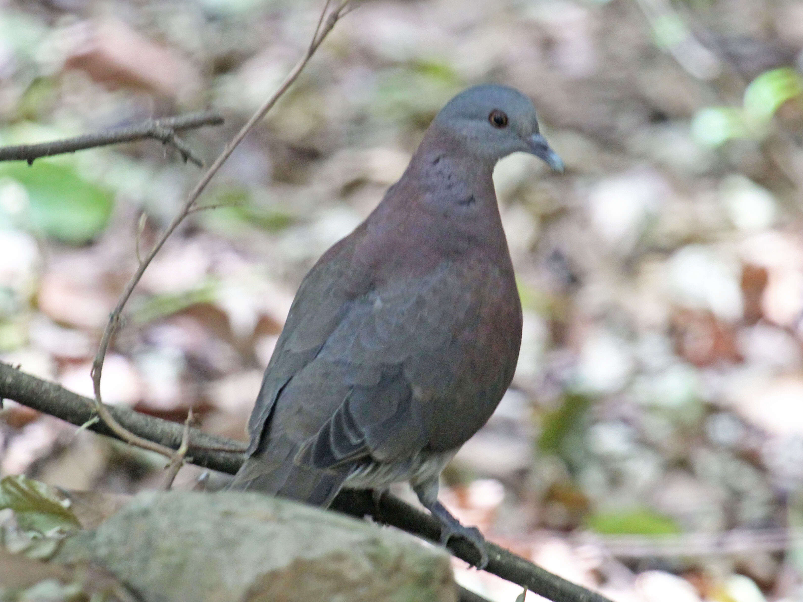 Image of Madagascar Turtle-Dove