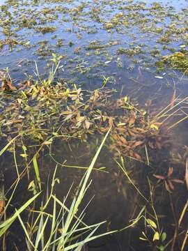 Plancia ëd Hygrophila polysperma (Roxb.) T. Anderson