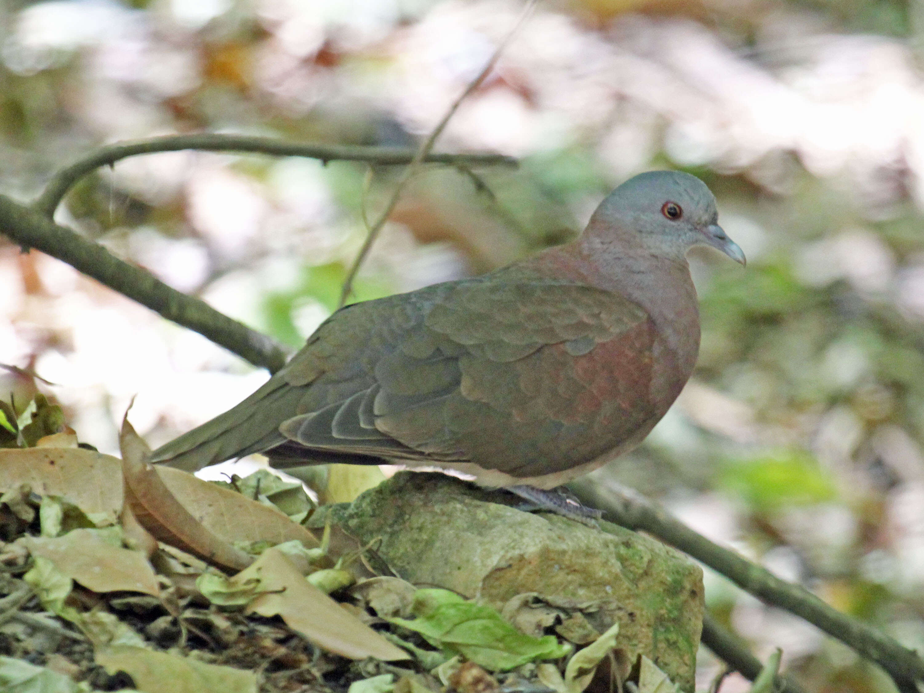 Image of Madagascar Turtle-Dove