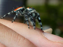 صورة Phidippus adumbratus Gertsch 1934