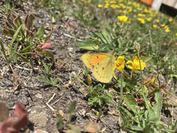 Colias vauthierii vauthierii的圖片