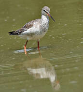 Image of Spotted Redshank