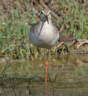 Image of Spotted Redshank