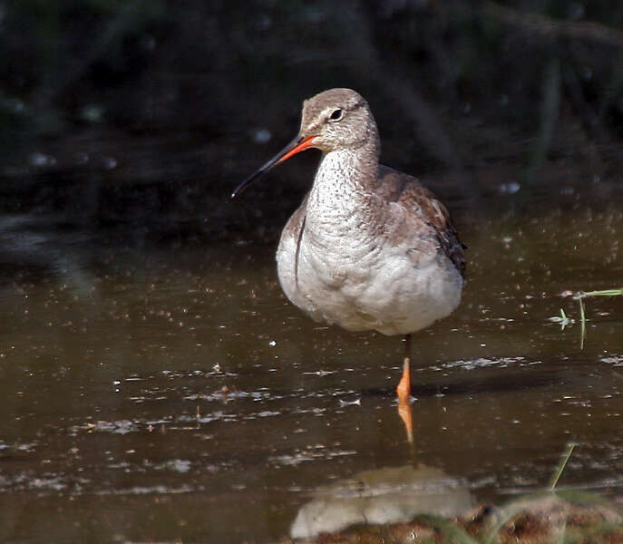 Image of Spotted Redshank