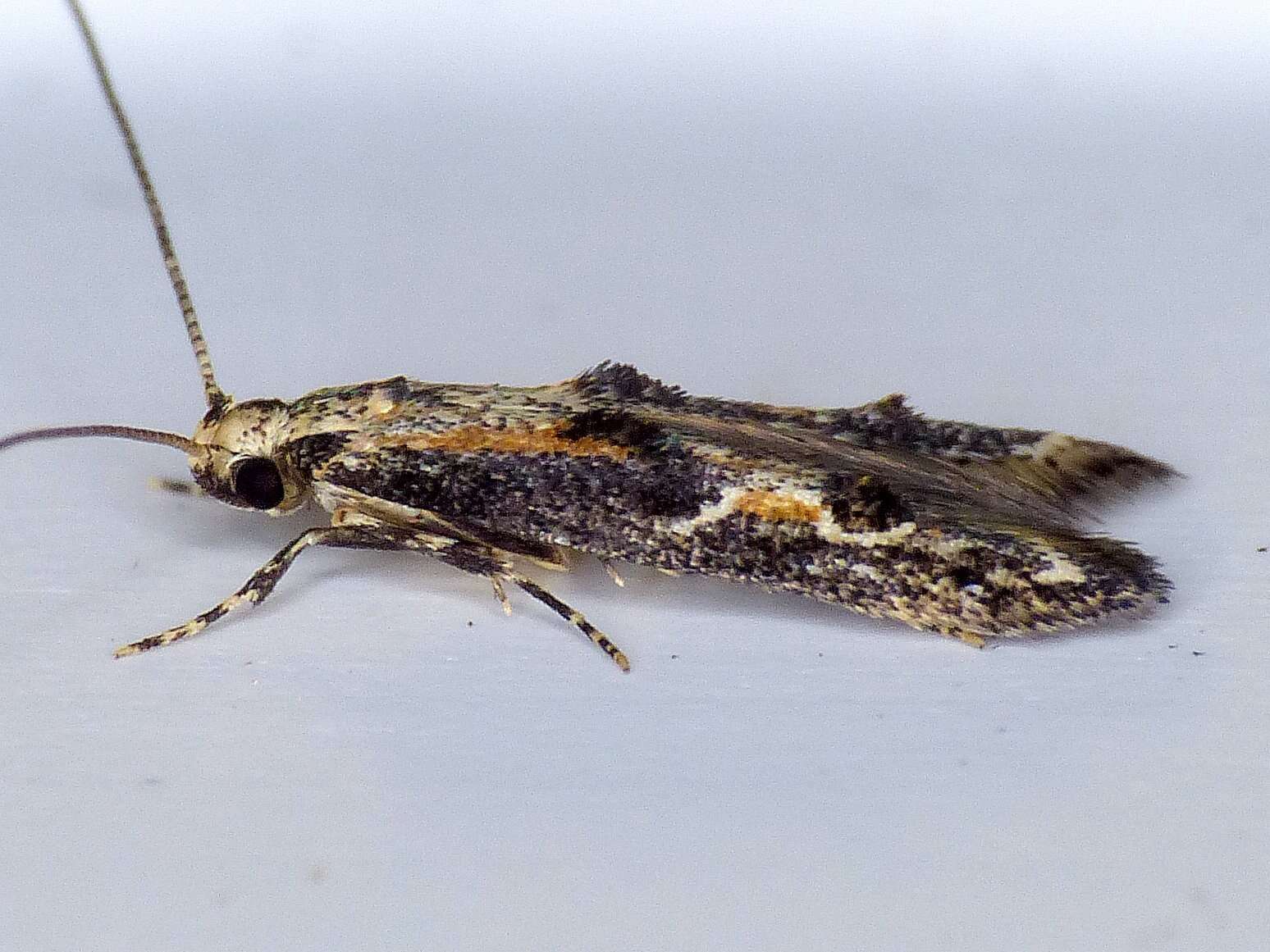 Image of Apple pith moth