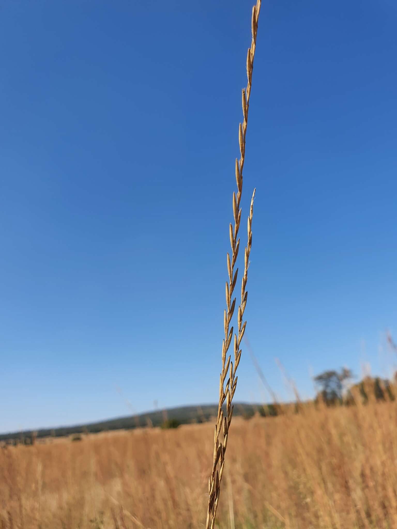 Image de Trachypogon spicatus (L. fil.) Kuntze