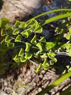 Adiantum chilense var. scabrum (Kaulf.) Hicken的圖片