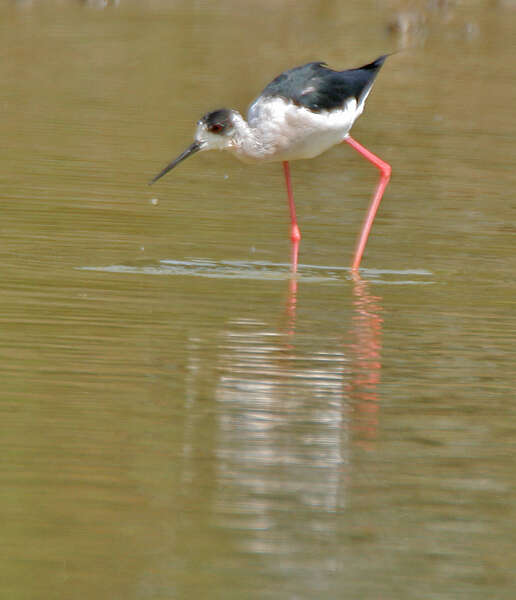 Image of Black-winged Stilt