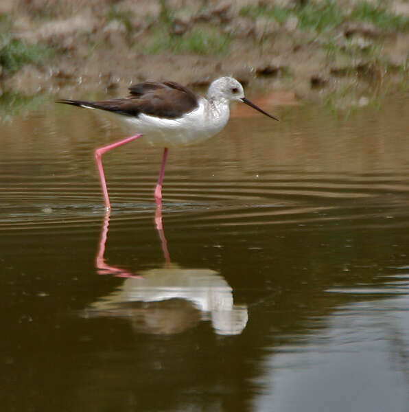 Image of Black-winged Stilt