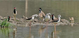 Image of Black-winged Stilt