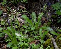 Image of Lettuce-Leaf Pseudosaxifrage