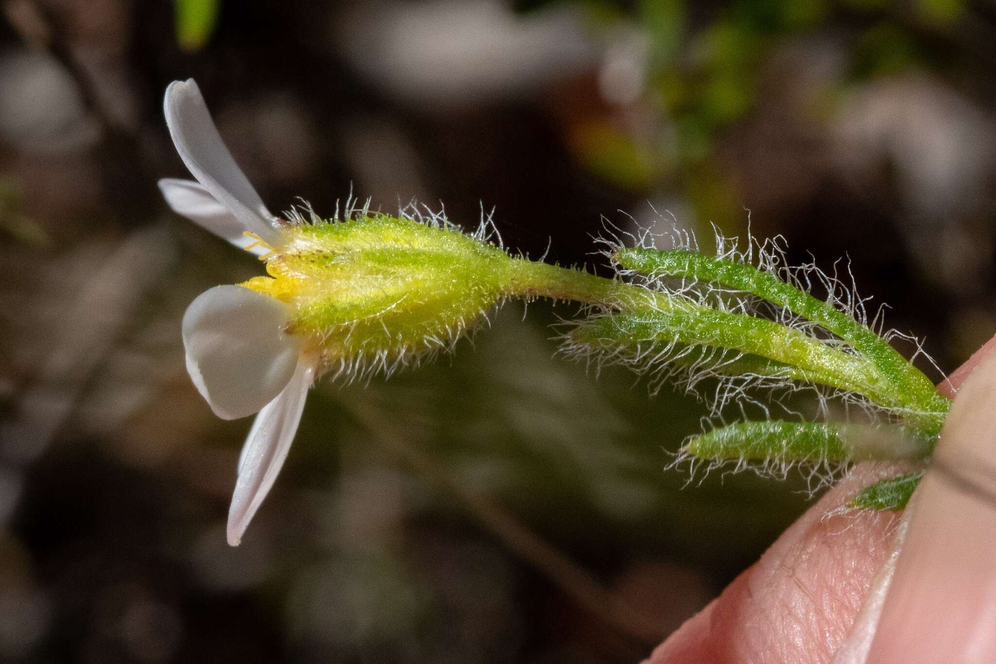 Image of Zyrphelis foliosa (Harv.) Kuntze